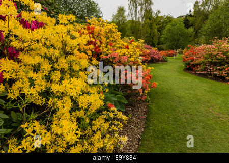 Frontière Azalea et chemin d'arbre. Banque D'Images