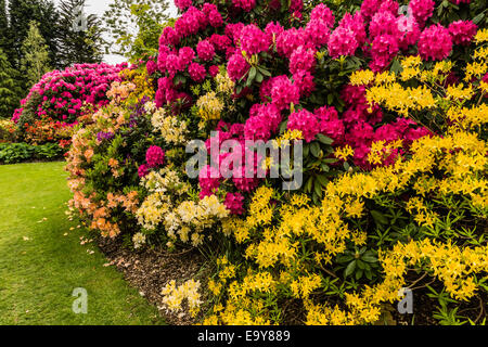 Les azalées et rhododendrons rose jaune dans une bordure. Banque D'Images