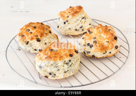 Des biscuits fraîchement cuits au four avec des raisins sur une grille de refroidissement. Banque D'Images