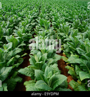 Agriculture - Rangées de plants de tabac Burley croissance moyenne / New York, USA. Banque D'Images