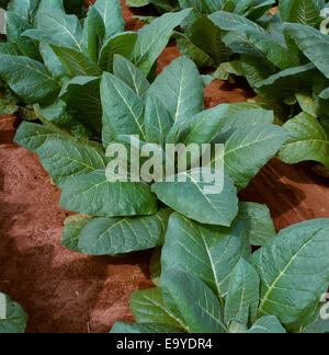 Agriculture - Gros plan du milieu de croissance des plants de tabac Burley / New York, USA. Banque D'Images