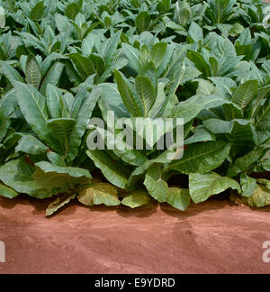 Agriculture - Weda de croissance moyenne des plants de tabac Burley / New York, USA. Banque D'Images