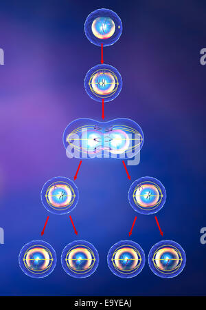 Illustration de la mitose et la méiose Banque D'Images