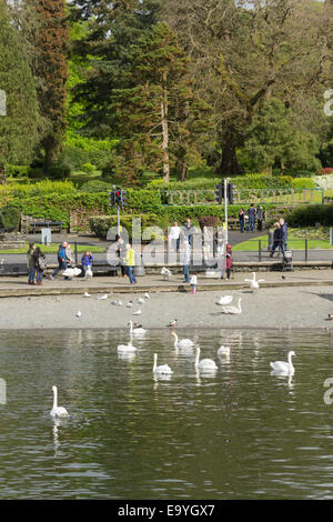 Un Intervalle ensoleillé baigne les cygnes et les visiteurs sur les rives du lac Windermere à Bowness, Promenade, Bowness-on-Windermere. Banque D'Images