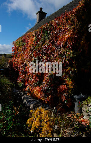 Une vigne-plant cultivé et fixé sur les murs d'une maison en pierre. Banque D'Images