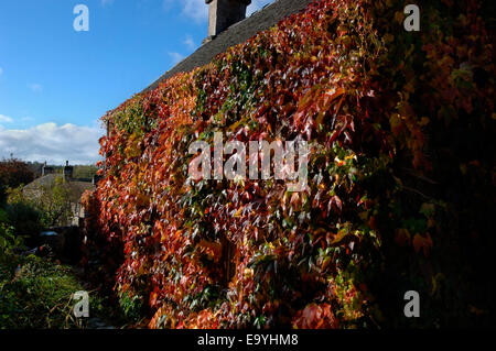 Une vigne-plant cultivé et fixé sur les murs d'une maison en pierre. Banque D'Images