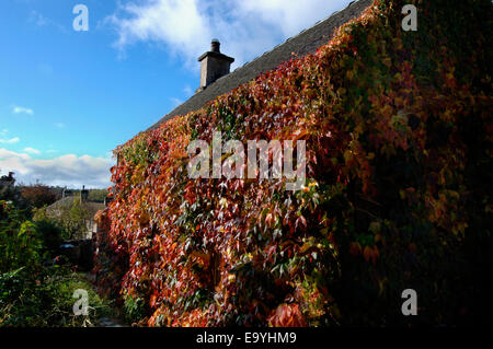 Une vigne-plant cultivé et fixé sur les murs d'une maison en pierre. Banque D'Images