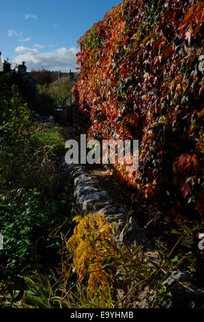 Une vigne-plant cultivé et fixé sur les murs d'une maison en pierre. Banque D'Images