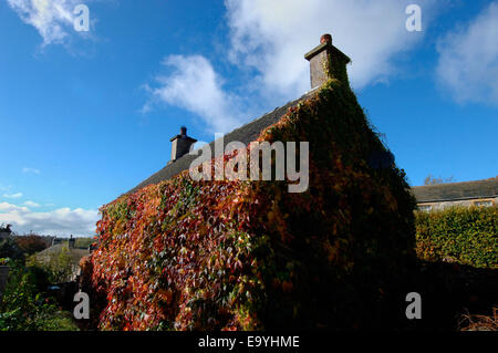 Une vigne-plant cultivé et fixé sur les murs d'une maison en pierre. Banque D'Images