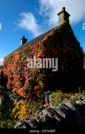 Une vigne-plant cultivé et fixé sur les murs d'une maison en pierre. Banque D'Images