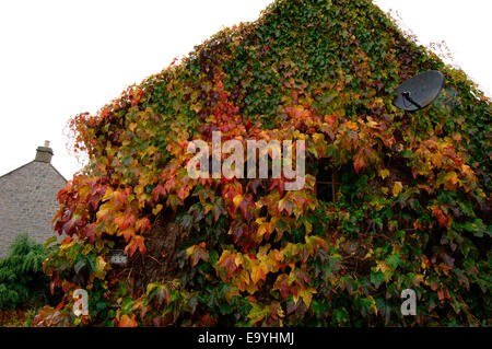 Une vigne-plant cultivé et fixé sur les murs d'une maison en pierre. Banque D'Images