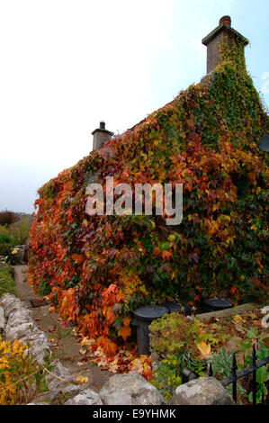 Une vigne-plant cultivé et fixé sur les murs d'une maison en pierre. Banque D'Images