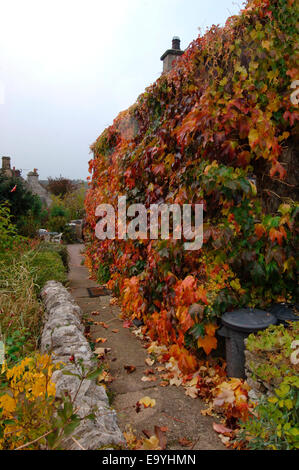 Une vigne-plant cultivé et fixé sur les murs d'une maison en pierre. Banque D'Images