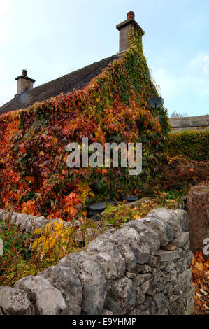 Une vigne-plant cultivé et fixé sur les murs d'une maison en pierre. Banque D'Images