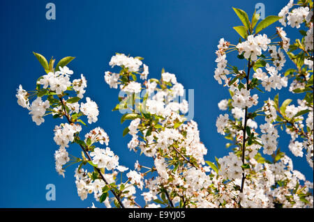 Chreey blossom dans Schleswig-Holstein, Allemagne Banque D'Images