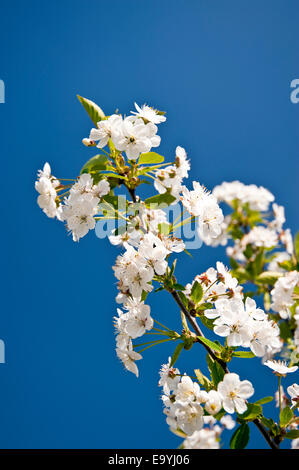 Chreey blossom dans Schleswig-Holstein, Allemagne Banque D'Images