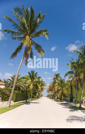 Rue bordée de Palm PALM BEACH FLORIDE USA Banque D'Images