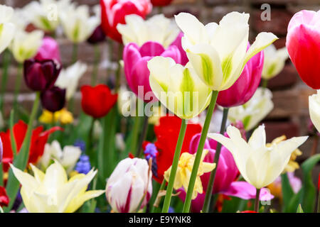 Assortiment de couleurs des fleurs de jardin cultiver ensemble Banque D'Images