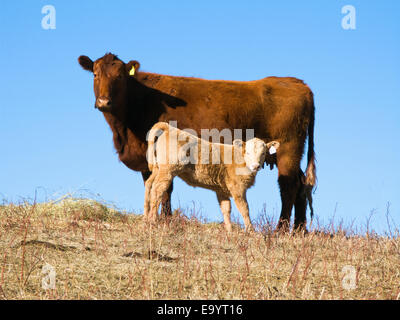 Élevage - un jeune veau Boeuf Charolais-cross avec sa mère Angus rouge sur un hiver sec / pâturage des parcours de l'Alberta, au Canada. Banque D'Images