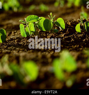 Agriculture - les semis de soja par rétro-éclairé de lumière tôt le matin / l'Ontario, Canada. Banque D'Images