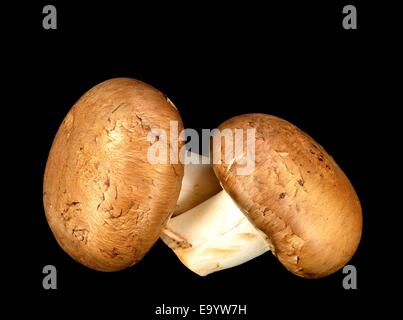 Baby Bella champignons sur un fond noir. Banque D'Images