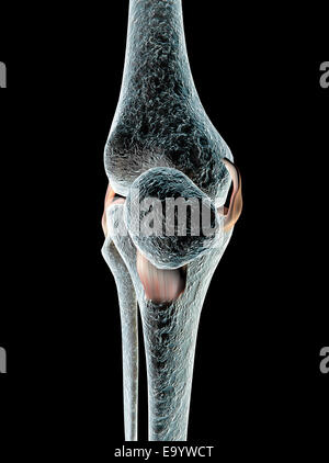 Les ligaments du genou vu sur les rayons x Banque D'Images