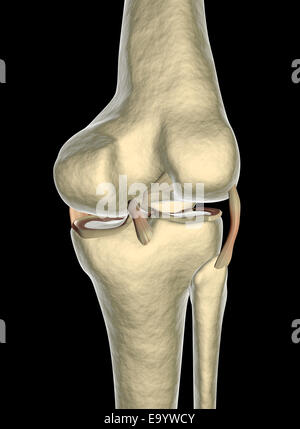 Knee ligaments, tendons, x-ray Banque D'Images