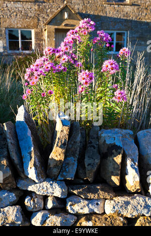 La lumière du soir tombant sur la croissance dans le jardin d'un chalet dans le village de Cotswold, Cutsdean Gloucestershire UK Banque D'Images