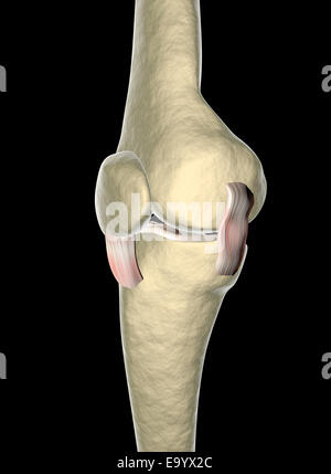 Les ligaments du genou vu sur les rayons x Banque D'Images