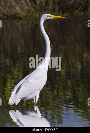 Cette Grande Aigrette audacieusement contraste avec le fond plus sombre dans cette scène des zones humides naturelles. Banque D'Images