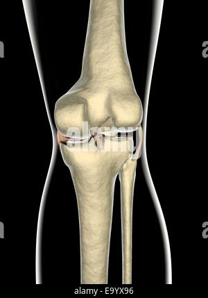 Les ligaments du genou vu sur les rayons x Banque D'Images