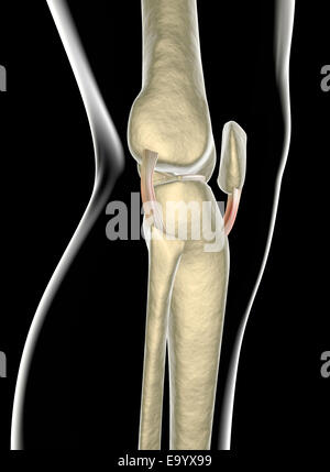 Les ligaments du genou vu sur les rayons x Banque D'Images