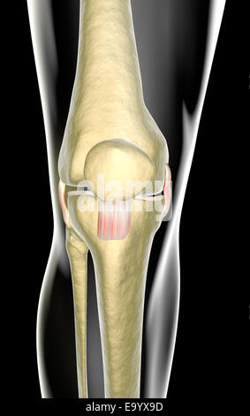 Les ligaments du genou vu sur les rayons x Banque D'Images