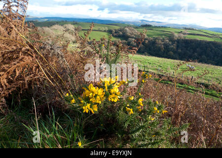4 novembre 2014. Le Bush à gorge à fleurs jaunes Ulex europaeus brille de mille feux sur une ferme à flanc de colline, en bordure du parc national de Brecon Beacons, en automne paysage Powys Wales UK KATHY DEWITT Banque D'Images