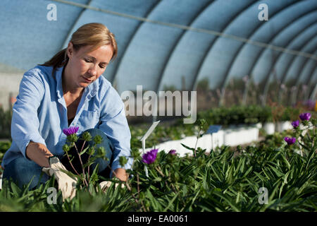 Femelle adulte de l'horticulteur tending plants in plant nursery polytunnel Banque D'Images