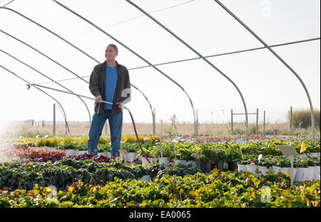 Homme de l'horticulteur l'arrosage des plantes dans les pépinières polytunnel Banque D'Images