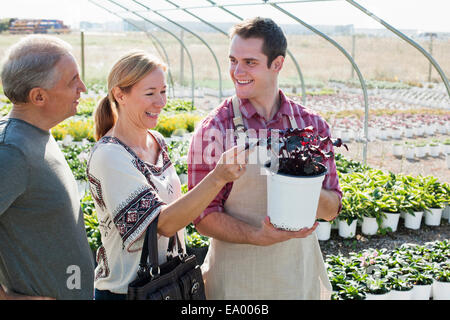 Les jeunes de l'horticulteur d'informer le client sur la plante en pot dans les pépinières polytunnel Banque D'Images