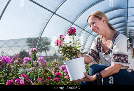 Femelle adulte customer admirant potted plant in plant nursery polytunnel Banque D'Images