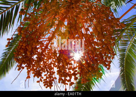 Pindo fruits accroché sur palm palm tree with sun shining through avec ciel bleu et vert des feuilles de palmier. Banque D'Images