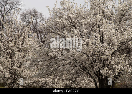 Bradford Pear Tree à floraison printanière Banque D'Images