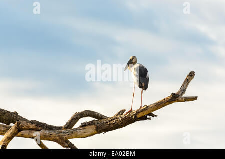 Asian Openbill Anastomus (oscitante) Blanc oiseau seul se tenant sur les arbres qui sont morts dans la sécheresse Banque D'Images