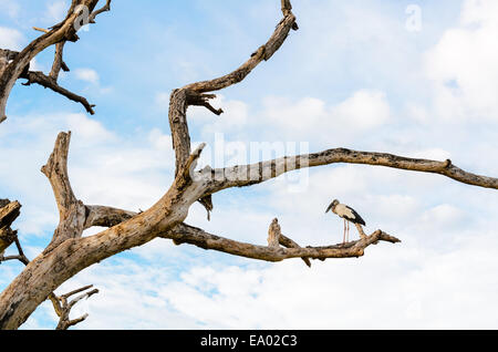 Asian Openbill Anastomus (oscitante) Blanc oiseau seul se tenant sur les arbres qui sont morts dans la sécheresse Banque D'Images