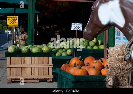 Les citrouilles et de pastèque dans le marché fermier de Staten Island. Jersey les tomates. Jersey le maïs. New York. USA. Incomparable qualité et saveur de la croissance régionale produits disponibles à ce Greenmarket, attirer des clients de tous bords. Des tartes, du pain et des pâtisseries, des fruits de mer pêchés, du miel local, fruits du verger cueillies à son sommet de maturité et d'une abondance de légumes cultivés dans le comté d'Orange riche en éléments nutritifs du célèbre 'Black Dirt' servir une population diversifiée qui reviennent sur une base hebdomadaire pour s'approvisionner en aliments les plus frais et les plus sains. Banque D'Images