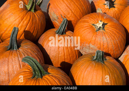 Citrouilles dans le marché fermier de Staten Island. Jersey les tomates. Jersey le maïs. New York. USA. Incomparable qualité et saveur de la croissance régionale produits disponibles à ce Greenmarket, attirer des clients de tous bords. Des tartes, du pain et des pâtisseries, des fruits de mer pêchés, du miel local, fruits du verger cueillies à son sommet de maturité et d'une abondance de légumes cultivés dans le comté d'Orange riche en éléments nutritifs du célèbre 'Black Dirt' servir une population diversifiée qui reviennent sur une base hebdomadaire pour s'approvisionner en aliments les plus frais et les plus sains. Banque D'Images