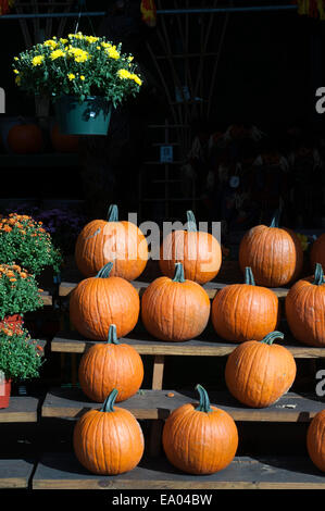 Citrouilles dans le marché fermier de Staten Island. Jersey les tomates. Jersey le maïs. New York. USA. Incomparable qualité et saveur de la croissance régionale produits disponibles à ce Greenmarket, attirer des clients de tous bords. Des tartes, du pain et des pâtisseries, des fruits de mer pêchés, du miel local, fruits du verger cueillies à son sommet de maturité et d'une abondance de légumes cultivés dans le comté d'Orange riche en éléments nutritifs du célèbre 'Black Dirt' servir une population diversifiée qui reviennent sur une base hebdomadaire pour s'approvisionner en aliments les plus frais et les plus sains. Banque D'Images