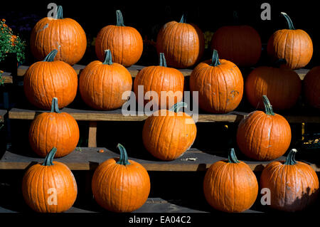 Citrouilles dans le marché fermier de Staten Island. Jersey les tomates. Jersey le maïs. New York. USA. Incomparable qualité et saveur de la croissance régionale produits disponibles à ce Greenmarket, attirer des clients de tous bords. Des tartes, du pain et des pâtisseries, des fruits de mer pêchés, du miel local, fruits du verger cueillies à son sommet de maturité et d'une abondance de légumes cultivés dans le comté d'Orange riche en éléments nutritifs du célèbre 'Black Dirt' servir une population diversifiée qui reviennent sur une base hebdomadaire pour s'approvisionner en aliments les plus frais et les plus sains. Banque D'Images