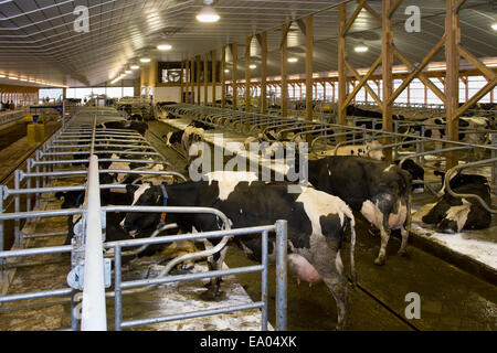 L'intérieur d'un nouveau salut-tech freestall grange, avec un appareil de nettoyage du fumier automatisé / près de Lancaster, Pennsylvanie, USA. Banque D'Images