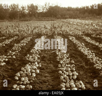 Une photographie de pommes de terre fraîchement creusées dans un jardin, mettant en valeur l'activité agricole. Cette image illustre une pratique rurale commune, mettant en évidence le processus de récolte et de production alimentaire dans des contextes historiques. Banque D'Images