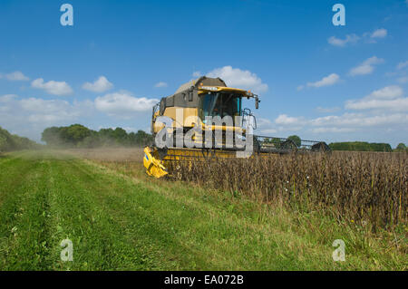 Farmer driving combine harvester in field Banque D'Images