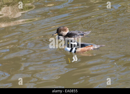 Une paire de harles couronnés Banque D'Images